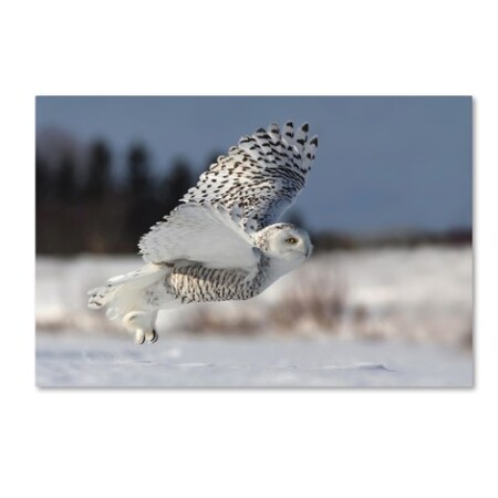 Trademark Fine Art Mircea Costina 'Bubo Scandiacus' Canvas Art, 22x32 1X00229-C2232GG